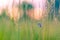 Summer closeup flowers and meadow and a butterfly. Bright landscape. Inspirational nature banner background.