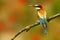 Summer colour. Summer colour bird in flowers. European Bee-eater, Merops apiaster, beautiful bird sitting on the branch with