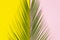 Summer is coming pop art concept. Top view palm leaf on yellow and light pink background