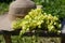 Summer composition. A bouquet of wild flowers snapdragon and women`s sunhat