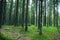 Summer in the coniferous spruce forest, thick tree trunks and green moss