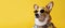 Summer corgi dog wearing yellow sunglasses and neckerchief banner