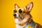 Summer corgi dog wearing yellow sunglasses and neckerchief, over yellow background.
