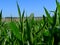 Summer corn field detail with fresh green pointy leaves under clear bright blue sky