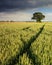 Summer cornfield