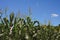 Summer Cornfield, Blue Sky