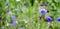 Summer Cornflower Centaurea Cyanus Blue flower web banner. Blooming colorful cornflowers. Glade of cornflowers, macro of