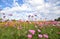 Summer cosmos flowers and meadow on bright cloudy blue sky., Beautiful cosmos flowers blooming and copy space