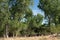 Summer Cottonwood Trees in Late Summer