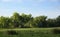 Summer Cottonwoods in Patchy Light