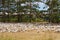 Summer country landscape: white farm geese in the meadow in the foreground,