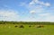 Summer countryside with grazing animals, cows and goats