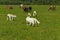 Summer countryside with grazing animals, cows and goats