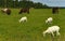 Summer countryside with grazing animals, cows and goats