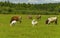 Summer countryside with grazing animals, cows and goats