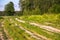 Summer countryside landscape. Deserted rural dirt road along the forest, Moscow suburbs, Russia.