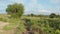 Summer countryside landscape. Dirt road between fields, green grass and trees, blue cloudy sky