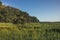 Summer countryside lush green wetland forest landscape at sunrise