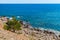 Summer Crimean landscape. Pine tree grows at rocky sea coast