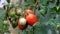 Summer crop of tomatoes