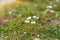 Summer Daisies Field Closeup Photo.