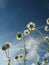 Summer daisies under blue sky