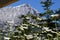 Summer Daisy Flowers reaching up to the sky with rocky mountains and pine trees in Banff Alberta