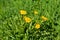 Summer dandelions close up.