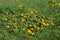 Summer dandelions at sunny day