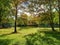 Summer Day Background Outside Green Trees and Grass