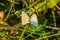 Summer day, butterflies mating in the meadow