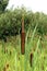 On a summer day, cattail grows in a swampy area