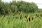 On a summer day, cattail grows in a swampy area