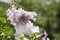 Summer day. flower with open buds. petunia. bright white color flower. flowerbed in summer. spring beauty and freshness. gardening