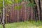 Summer day in the forest. A lot of pines, oak, birch, shrub and grass.