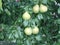 Summer day in the garden. Juicy pears ripen on the tree.