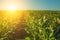 Summer day highlights the agricultural field, which is growing in neat rows, high, green, sweet corn