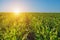 Summer day highlights the agricultural field, which is growing in neat rows, high, green, sweet corn.