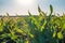 Summer day highlights the agricultural field which is growing in neat rows high green sweet corn.In the background the sun shines