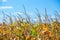 Summer day highlights the agricultural field, which is growing in neat rows, high, ripe, yellow, sweet corn.