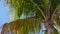 Summer day miami beach coconut palm top close up 4k florida usa