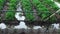 Summer. Day. smallholding. Is watering potato beds