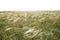 On a summer day, stipa in the steppe. A beautiful field. The grass twists in the wind