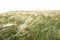 On a summer day, stipa in the steppe. A beautiful field. The grass twists in the wind