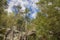 Summer day time scenery high trees rocky mountains wilderness environment nature photography foreshortening from below with blue