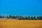 Summer day tractor pulls a plow on the sloping field of wheat.