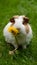 Summer delight Guinea pig munches on fresh dandelion flower