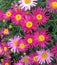 A summer display of pink cape marguerites flowers