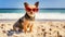 Summer Dog: Chihuahua Chilling on the Beach