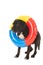 Summer dog with inflatable swimming toy